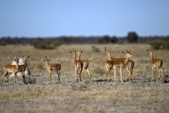 Black verse impala (Aepyceros melampus), Nxai Pan National Park, near Gweta, Central District,