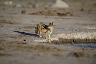 Black-backed jackal (Lupulella mesomelas), Nxai Pan National Park, near Gweta, Central District,