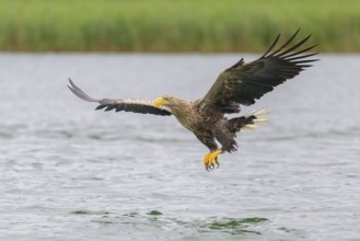 White-tailed eagle (Haliaeetus albicilla), in flight grabbing its prey, Mecklenburg-Western