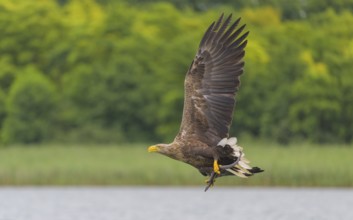 White-tailed eagle (Haliaeetus albicilla), in flight over a landscape of reeds and lakes with prey