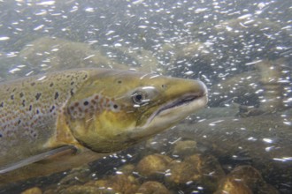 Swimming salmon (Salmo salar) under water, Laerdalsoyri, Norway