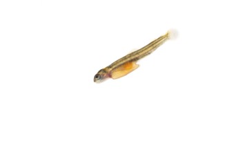Juvenile fish, larva of Atlantic salmon (Salmo salar) after hatching in water, cut-out, fish,