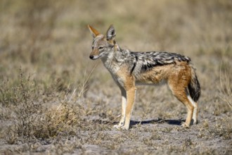 Black-backed jackal (Lupulella mesomelas), Nxai Pan National Park, near Gweta, Central District,