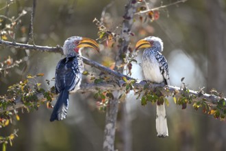 Southern yellow-billed tocos (Tockus leucomelas), Nxai Pan National Park, near Gweta, Central