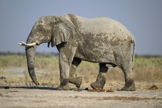 African elephant (Loxodonta africana), Nxai Pan National Park, near Gweta, Central District,