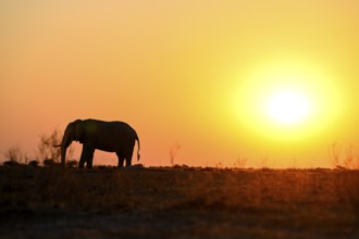 African elephant (Loxodonta africana), blue hour at Nxai Pan waterhole, sunset, Nxai Pan National