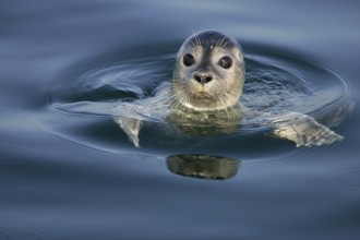 European harbour seal (Phoca vitulina), close-up and portrait, adult swims on the water surface and