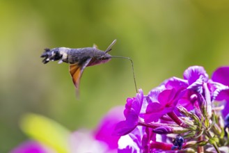 Pigeon tail (Macroglossum stellatarum), close-up, flying and hovering with its long, unrolled