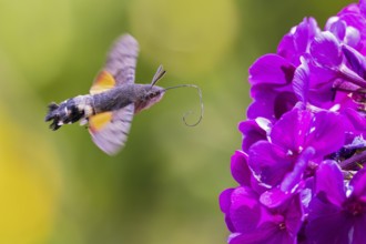 Pigeon tail (Macroglossum stellatarum), close-up, flying and hovering with long, unfurled proboscis