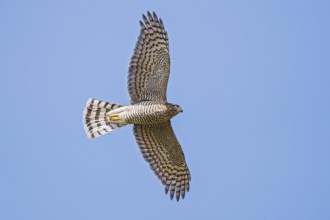 Sparrowhawk (Accipiter nisus), close-up, female flying in the sun against a blue sky, Hesse,