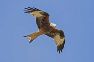 Red kite (Milvus milvus), close-up, adult bird flying in the sun against a blue sky with