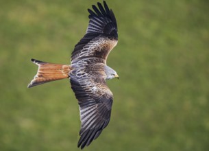Red Kite (Milvus milvus), close-up, aerial view, adult bird flying over a green meadow in the sun