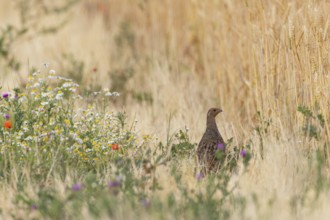 Grey partridge (Perdix perdix) female foraging in colourful and blooming flower strips with