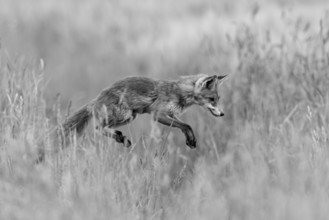 Red fox (Vulpes vulpes), close-up, monochrome, adult in a meadow leaps into the air in the