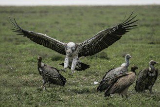 Barred vulture (Gyps rueppellii), an adult bird in landing approach with spread wings lands in a