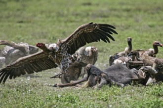 Barred vulture (Gyps rueppellii), flock feeding on the carcass of a dead blue wildebeest