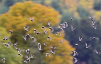 Starling (Sturnus vulgaris), flock flying in front of a colourful autumnal deciduous forest in