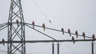 Red kite (Milvus milvus), flock of 10 birds sitting and resting on a high-voltage pylon during the