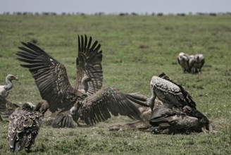 Barred vulture (Gyps rueppellii), flock of several adult birds feeding on the carcass of a dead