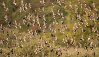 Starling (Sturnus vulgaris), large flock flying in front of deciduous forest in the evening sun