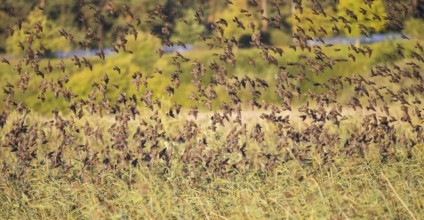 Starling (Sturnus vulgaris), large flock flying over reeds in the evening sun shortly in front of