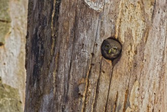 Pygmy Owl (Glaucidium passerinum), adult bird at the breeding site looking with its head out of the