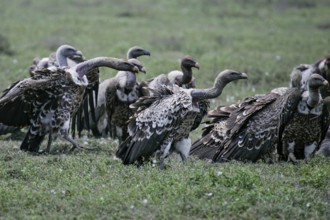 Barred vulture (Gyps rueppellii), flock of several animals standing in the savannah, Serengeti