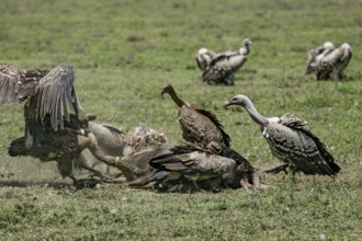 Barred vulture (Gyps rueppellii), flock of several adult birds feeding on the carcass of a dead