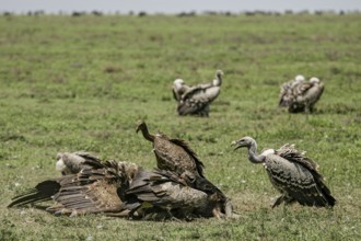 Barred vulture (Gyps rueppellii), flock of several adult birds feeding on the carcass of a dead