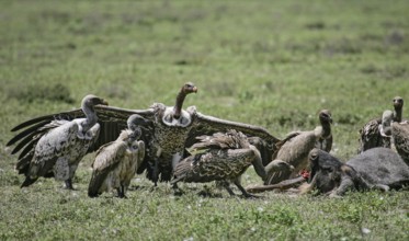 Barred vulture (Gyps rueppellii), flock feeding on the carcass of a dead blue wildebeest