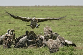 Barred vulture (Gyps rueppellii), flock feeding on the carcass of a dead blue wildebeest