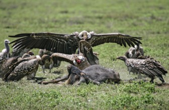 Barred vulture (Gyps rueppellii), flock feeding on the carcass of a dead blue wildebeest