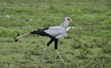 Secretary bird (Sagittarius serpentarius), adult bird walking through green savannah, Serengeti