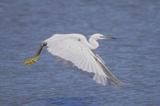 Little Egret (Egretta garzetta), white adult bird with yellow feet flying over a blue water