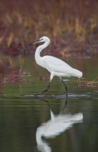 Little Egret (Egretta garzetta), white adult bird walking through shallow water in a salt marsh