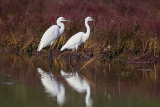 Little Egret (Egretta garzetta), two white adults standing in shallow water in a salt marsh with