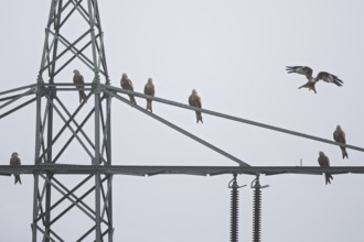 Red kite (Milvus milvus), flock of 8 birds perches, flies and rests on a high-voltage pylon during