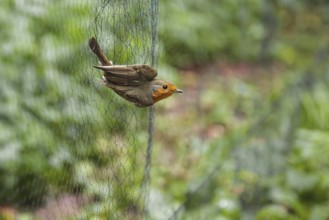 European robin (Erithacus rubecula), adult bird hanging in Japanese net for scientific bird