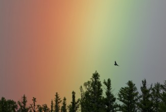 Intensely coloured rainbow with flying steppe eagle (Aquila nipalensis) over conifer treetops, Khan