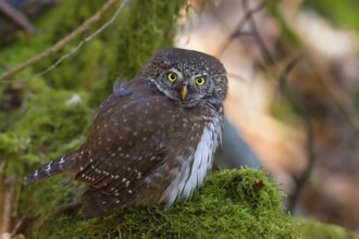 Pygmy Owl (Glaucidium passerinum), close-up and portrait, adult bird sitting on a moss-covered tree