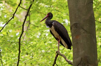Black stork (Ciconia nigra), adult bird standing on a branch of a beech tree near the trunk and