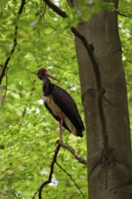 Black stork (Ciconia nigra), adult bird standing on a branch of a beech tree near the trunk and