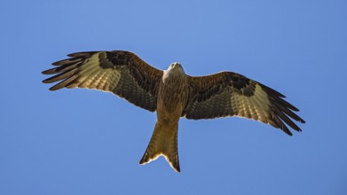Red kite (Milvus milvus), close-up, adult bird flying in front of a blue sky with wings spread out