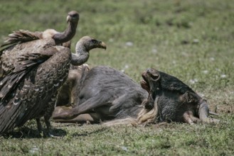 Barred vulture (Gyps rueppellii), close-up, two adult birds standing at the carcass in front of the