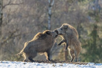 Two young wild boars (Sus scrofa) wrestle with each other in the backlight of the sun in a clearing