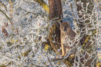 An adult female cougar (Puma concolor) sits high up in a frost-covered oak tree on a sunny, cold