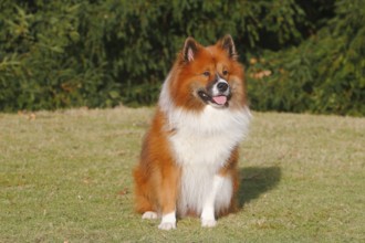 Large Elo (Canis lupus familiaris), 3 years old, sitting on a meadow, North Rhine-Westphalia,