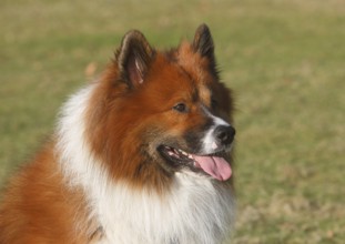 Large Elo (Canis lupus familiaris), male 3 years portrait, side view, North Rhine-Westphalia,