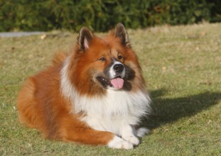 Large Elo (Canis lupus familiaris), male dog, 3 years old, lying on a meadow, North