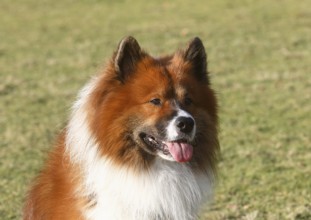 Large Elo (Canis lupus familiaris), male dog, 3 years, portrait, North Rhine-Westphalia, Germany